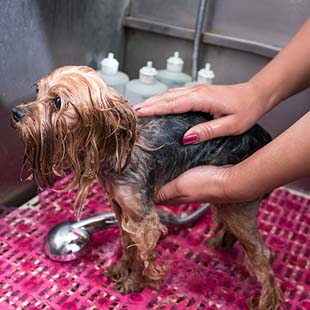 Banho e tosa de cachorro