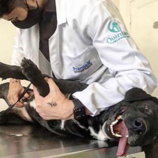 Cirurgia de castração de cadela