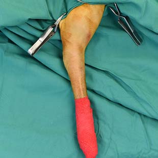 Cirurgia ortopedica veterinária
